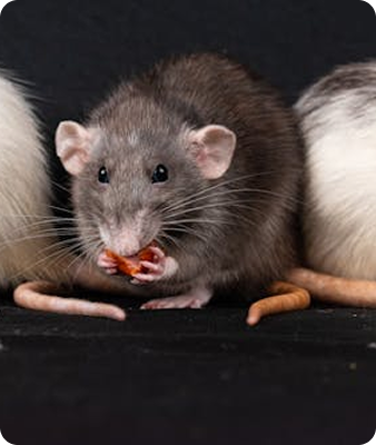 Un rat gris est assis entre deux autres rats, tenant et grignotant un morceau de nourriture, les trois queues étant visibles sur un fond noir.