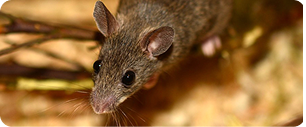 Gros plan d'une souris brune aux grands yeux noirs et aux longues moustaches, debout sur une surface avec de la paille ou de l'herbe séchée en arrière-plan.