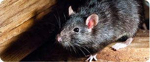 Gros plan sur un rat noir à la fourrure brillante et aux oreilles roses, debout sur des planches de bois dans un endroit faiblement éclairé.