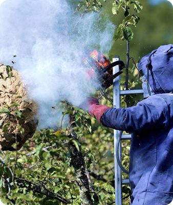 Une personne en tenue de protection utilise une tronçonneuse et de la fumée pour enlever un gros nid de guêpes d'un arbre tout en se tenant sur une échelle.