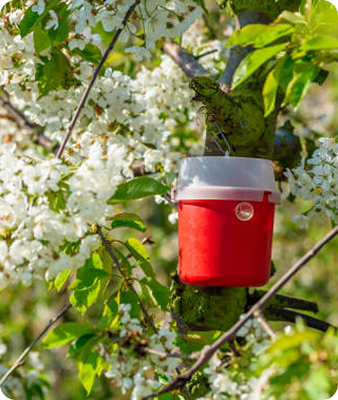 Une petite glacière rouge est suspendue à une branche d'arbre entourée de fleurs blanches et de feuilles vertes par une journée ensoleillée.
