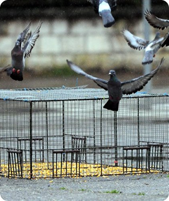 Plusieurs pigeons volent près et au-dessus d'un piège à cage métallique placé sur le sol, qui contient quelques grains jaunes dispersés à l'intérieur pour attirer les oiseaux.
