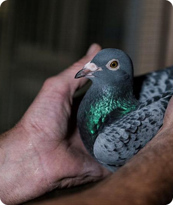 Gros plan d'une personne tenant délicatement un pigeon gris avec des plumes vertes irisées sur le cou. Le pigeon semble calme et détendu dans les mains de la personne.
