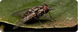 Gros plan sur une mouche domestique aux yeux rouges et au corps rayé, posée sur une feuille verte.