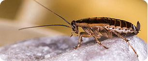 Gros plan d'une blatte brune aux longues antennes se tenant sur une surface lisse et claire, avec un arrière-plan flou et jaunâtre.