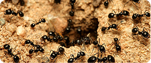 Un groupe de fourmis noires grouille autour de l'entrée de leur nid dans un sol sablonneux, certaines fourmis rampant à l'intérieur et à l'extérieur du trou.