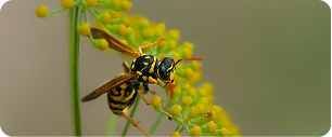 Gros plan d'une guêpe jaune et noire perchée sur de petites fleurs jaunes groupées sur un fond flou.