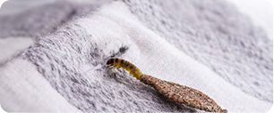 Gros plan d'une larve de mite émergeant d'un trou dans un tissu blanc et gris, indiquant les dommages probablement causés par l'insecte se nourrissant du tissu.
