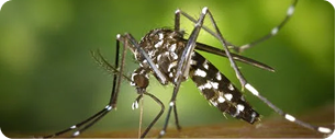 Gros plan d'un moustique rayé noir et blanc, probablement de l'espèce Aedes, se tenant sur une surface à fond vert flou.