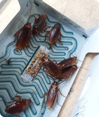 Plusieurs grosses blattes brunes sont enfermées dans un piège à colle collante, avec une petite araignée parmi elles. Le piège est ouvert et repose sur une surface plane.
