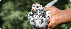 Une personne tient délicatement dans sa main un pigeon tacheté de blanc et de noir, sur un fond vert flou de feuillage.