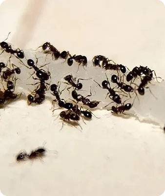 Technicien 4D Est traitant un nid de fourmis en Alsace