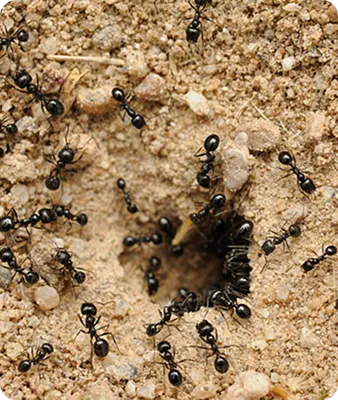 Intervention de désinsectisation des fourmis par 4D Est dans le Haut-Rhin