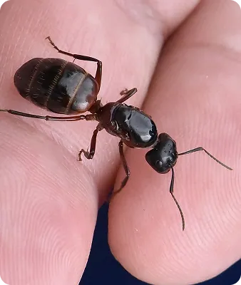 Traitement antifourmis réalisé par 4D Est en Alsace
