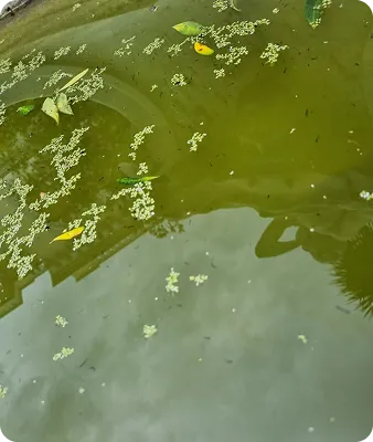 Étang et eaux stagnantes, lieu de prolifération des larves de moustiques