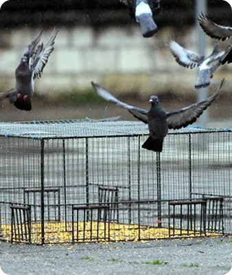 Pose de cages de capture avec appâts naturels.