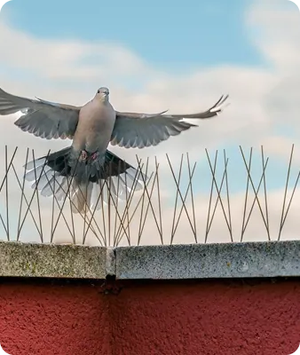 Traitement par gel répulsif posé par 4D Est sur un rebord pour empêcher le perchage des pigeons.